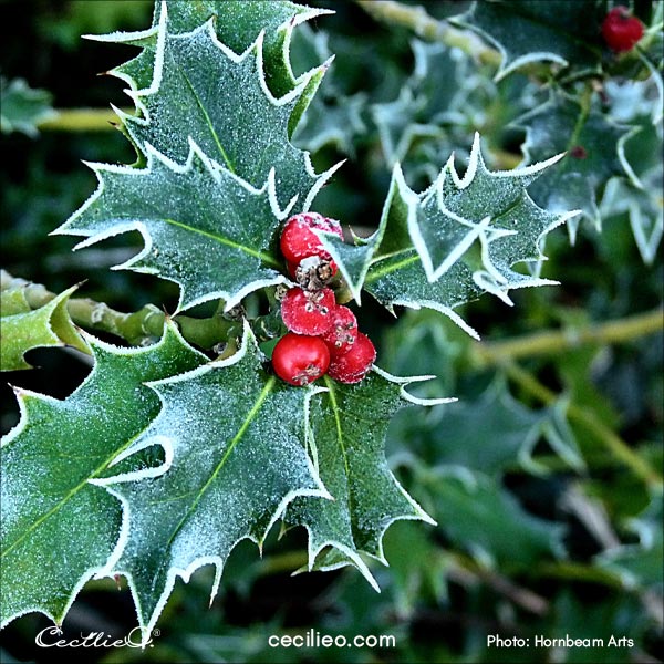Frosty holly reference photo.