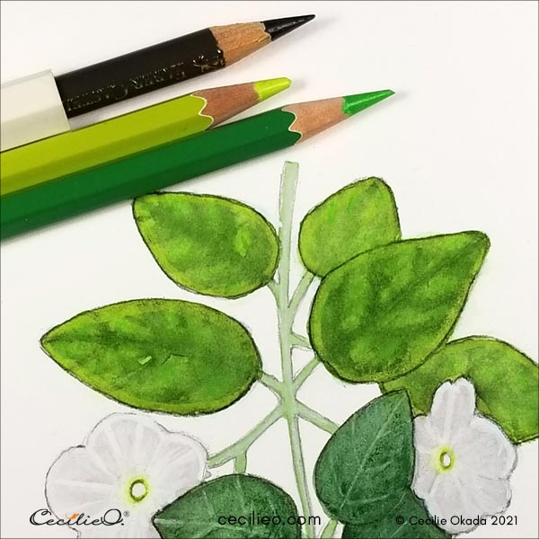 Drawing details with light green colored pencils.