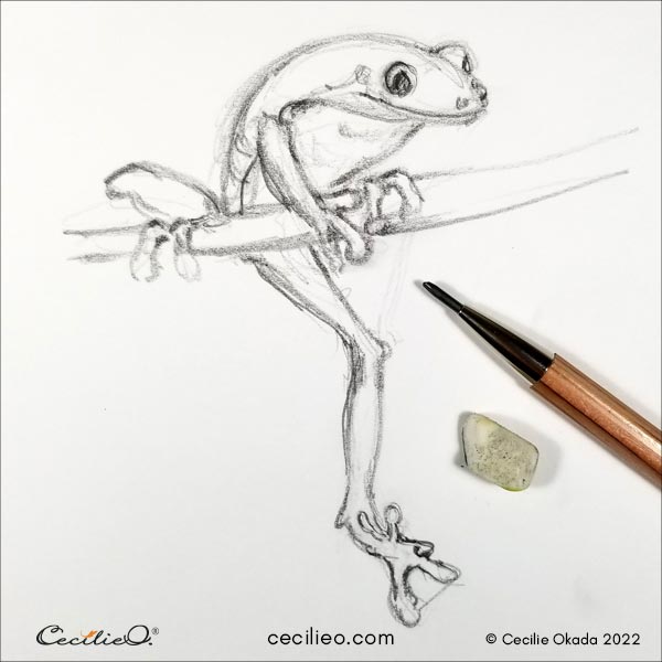 Quick sketch of the tree frog.