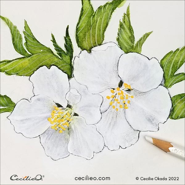 Third layer of white highlights using a white polychrome pencil.