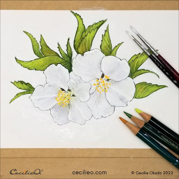 Last round of refining the details on the cherry blossom watercolor. Freshen up on the leaves with colored pencils.