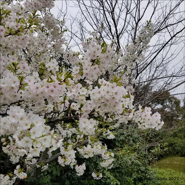 Cherry tree in full bloom.