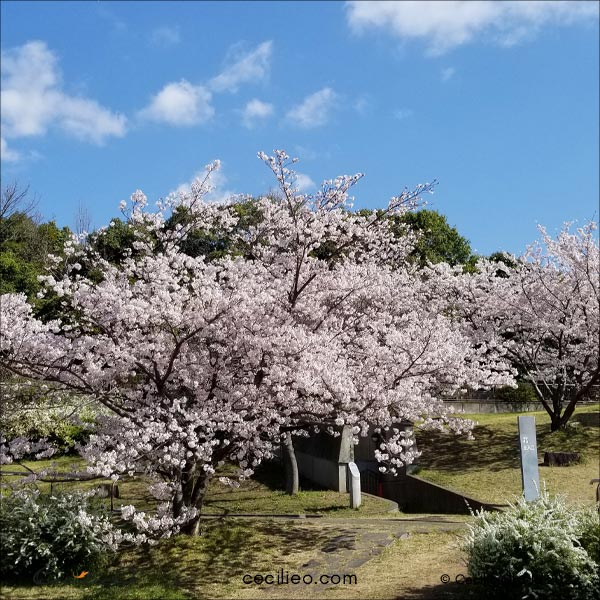 Park full of cherry blossom trees.
