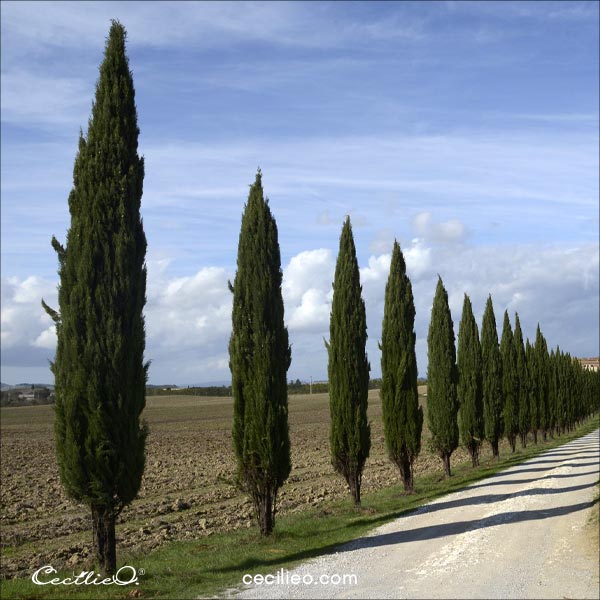 Cypress trees. Photo by Antonio Cinotti via Flickr/ Creative Commons.