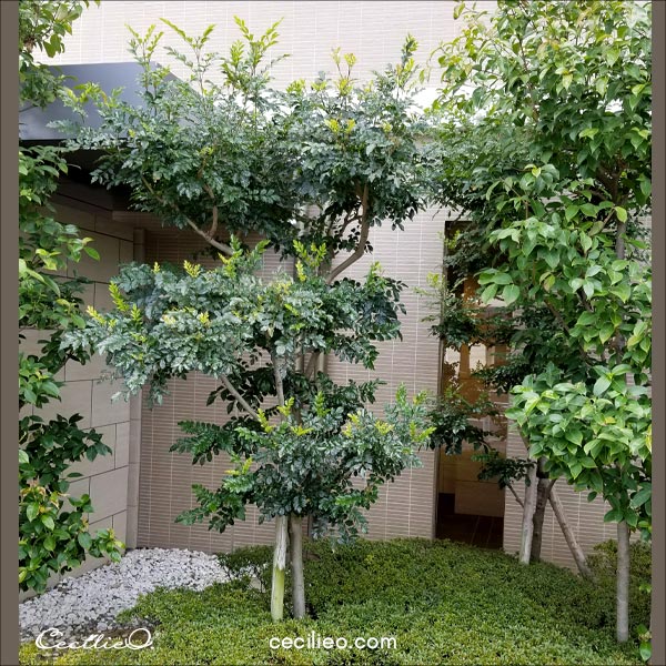 Pretty tree in a Japanese garden.