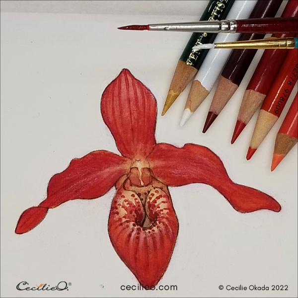 Drawing more details on top of the watercolor, using colored pencils.