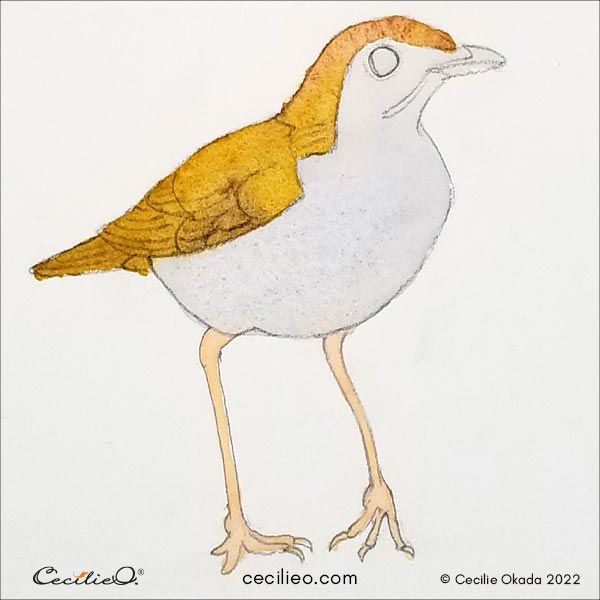 Painting the watercolor base for the bird.