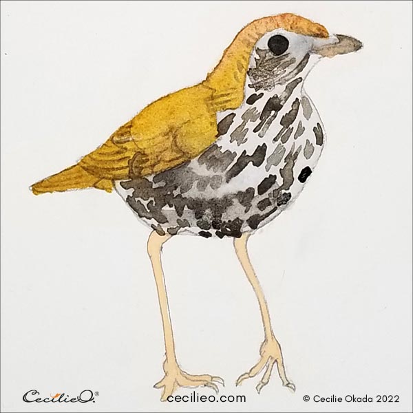 Painting a watercolor shadow to get the round form of the bird.