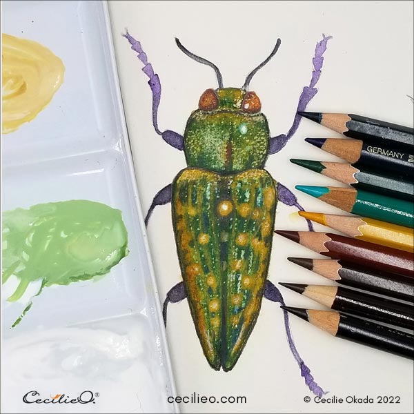 Adding shiny highlights with gouache, and going back and forth with colored pencils to further enhance the realistic look. 