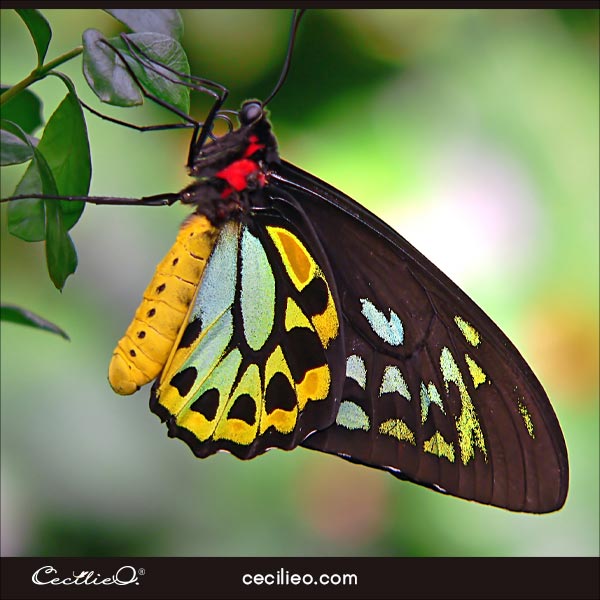 Butterfly reference photo.