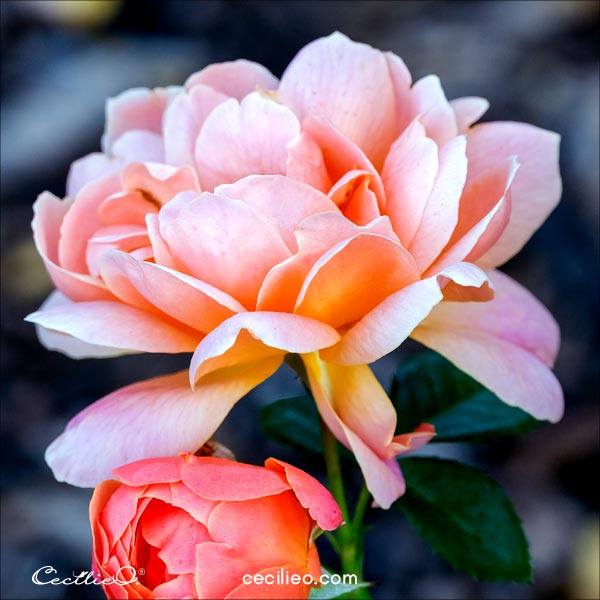 Reference photo of peony.