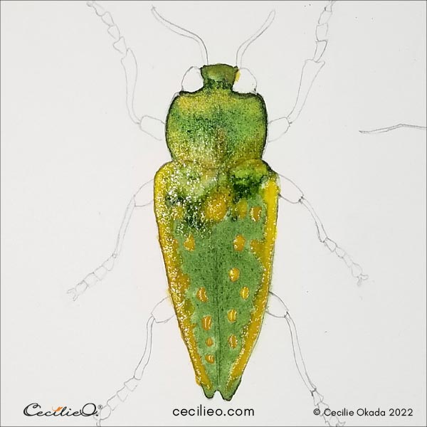 Painting the ochre spots and stripes on the beetle with watercolor.