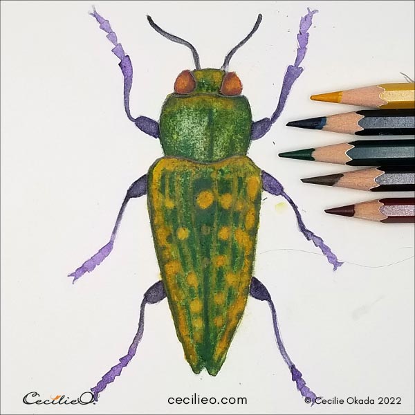 Going all in with colored pencils over watercolor, drawing for a realistic look.