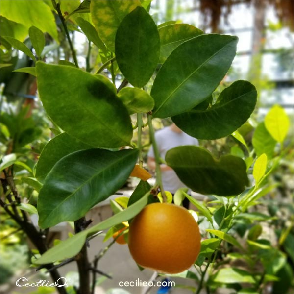 Reference photo of the orange branch we are going to watercolor. 