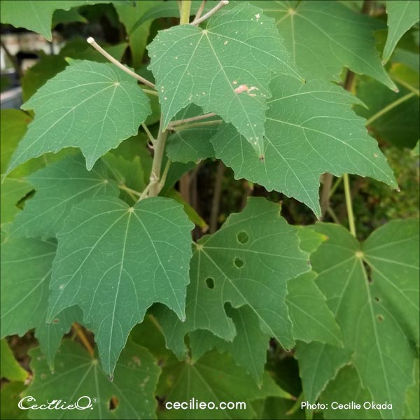 Reference photo of hibiscus leaves.