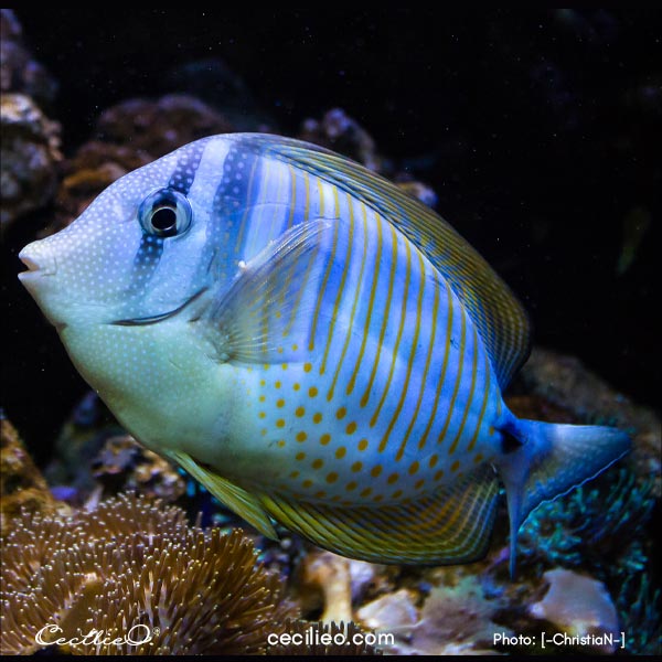 Blue fish reference photo for the painting.