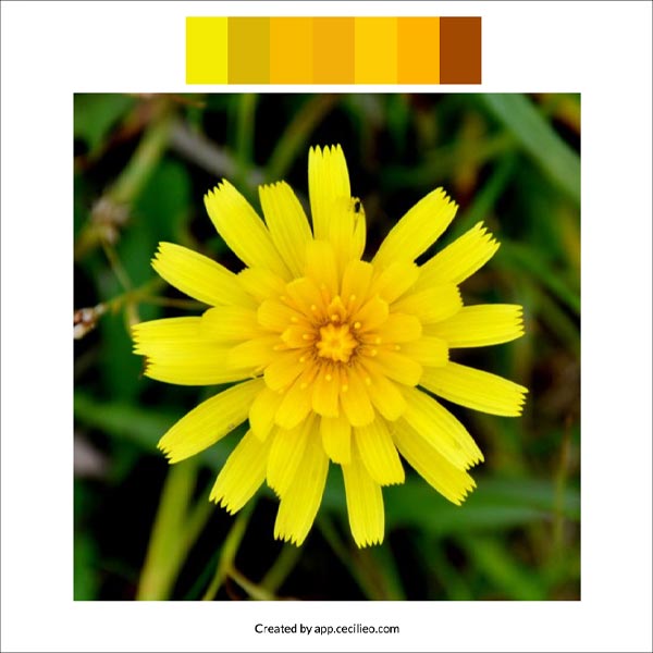 Color palette picked up with free tool.