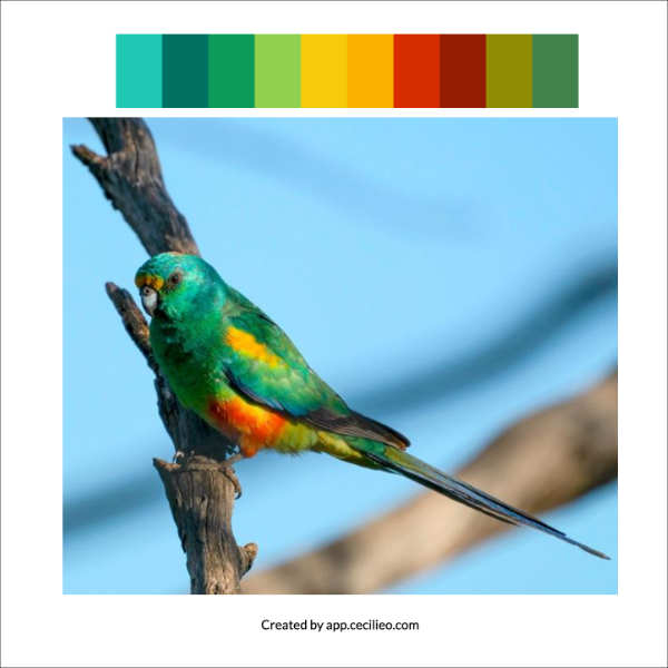 Parrot with color swatches from free tool on cecilieo.com.