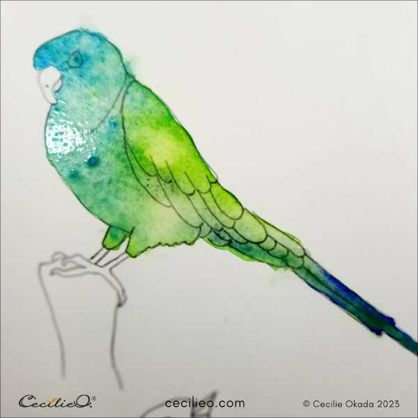 First layer of watercolor painting on the parrot.