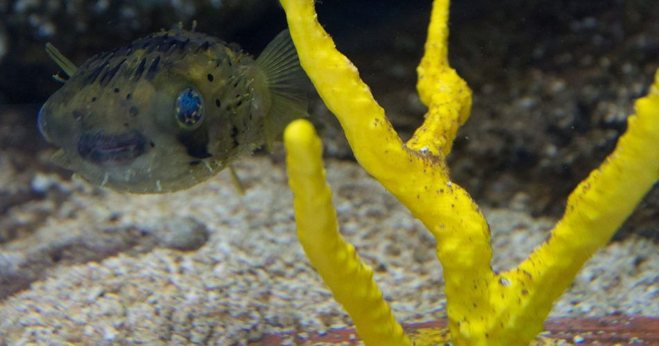 🐠 3D-printed coral offer new hope for endangered reefs