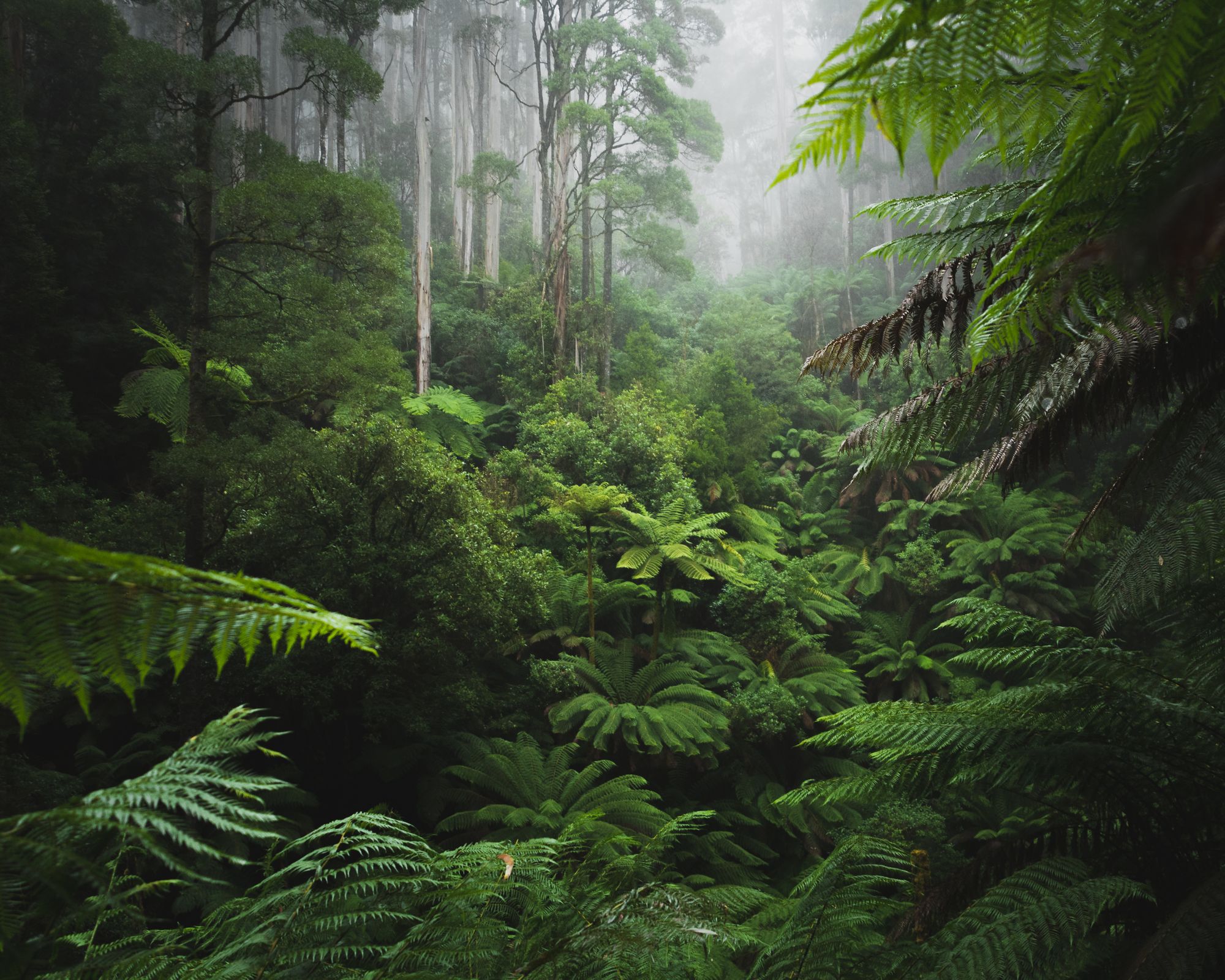 🌳 New $10 million competition launched for preserving rainforests