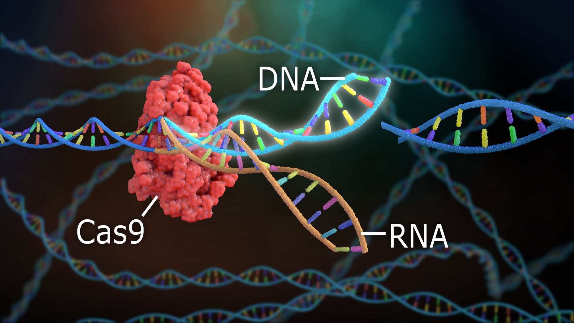 🧬 The first person in the U.S. to have genes edited with CRISPR