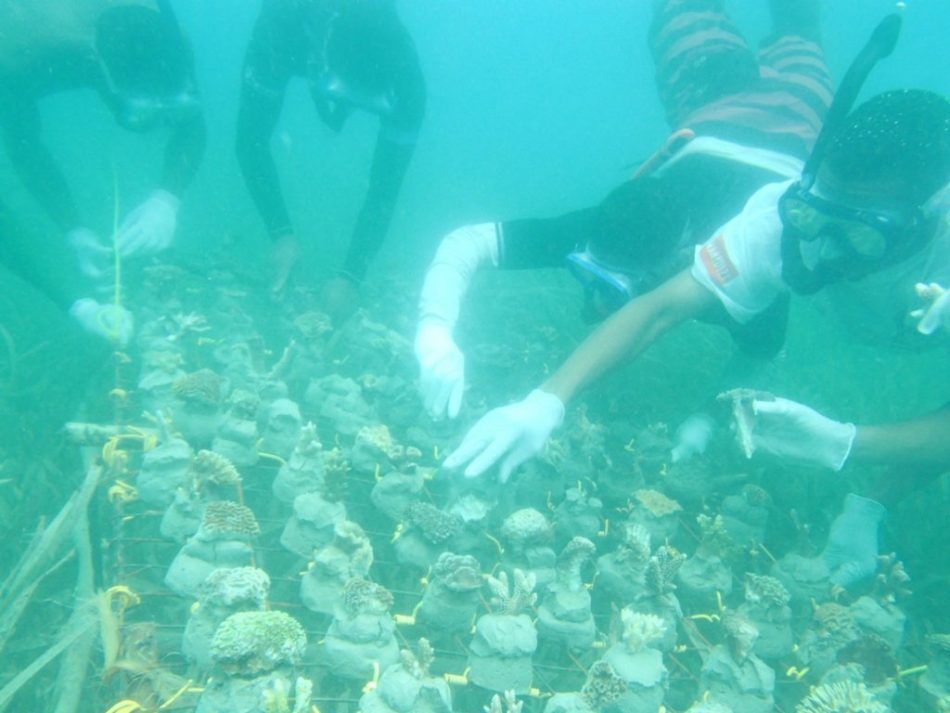 🐠 A community of women in Kenya has restored a dying coral reef