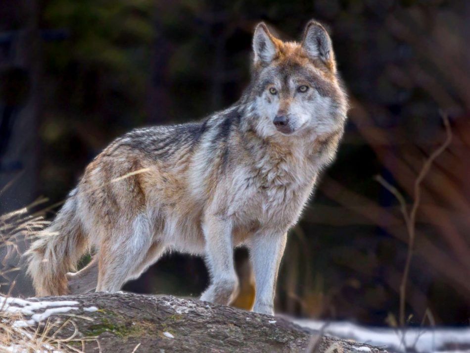 🐺 Mexican wolf removed from extinct species list