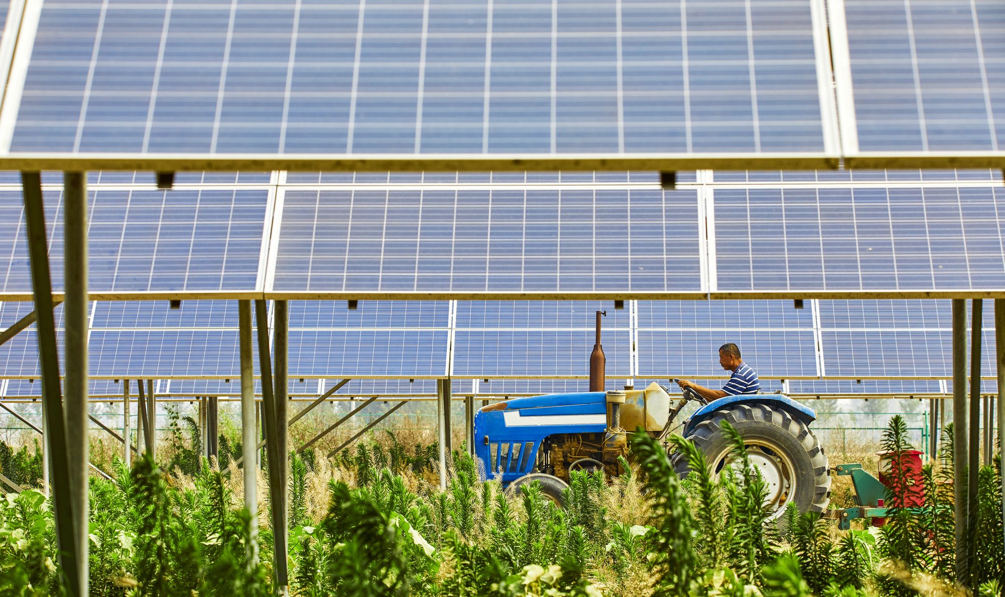 🐢 Animals and plants thrive underneath solar panels