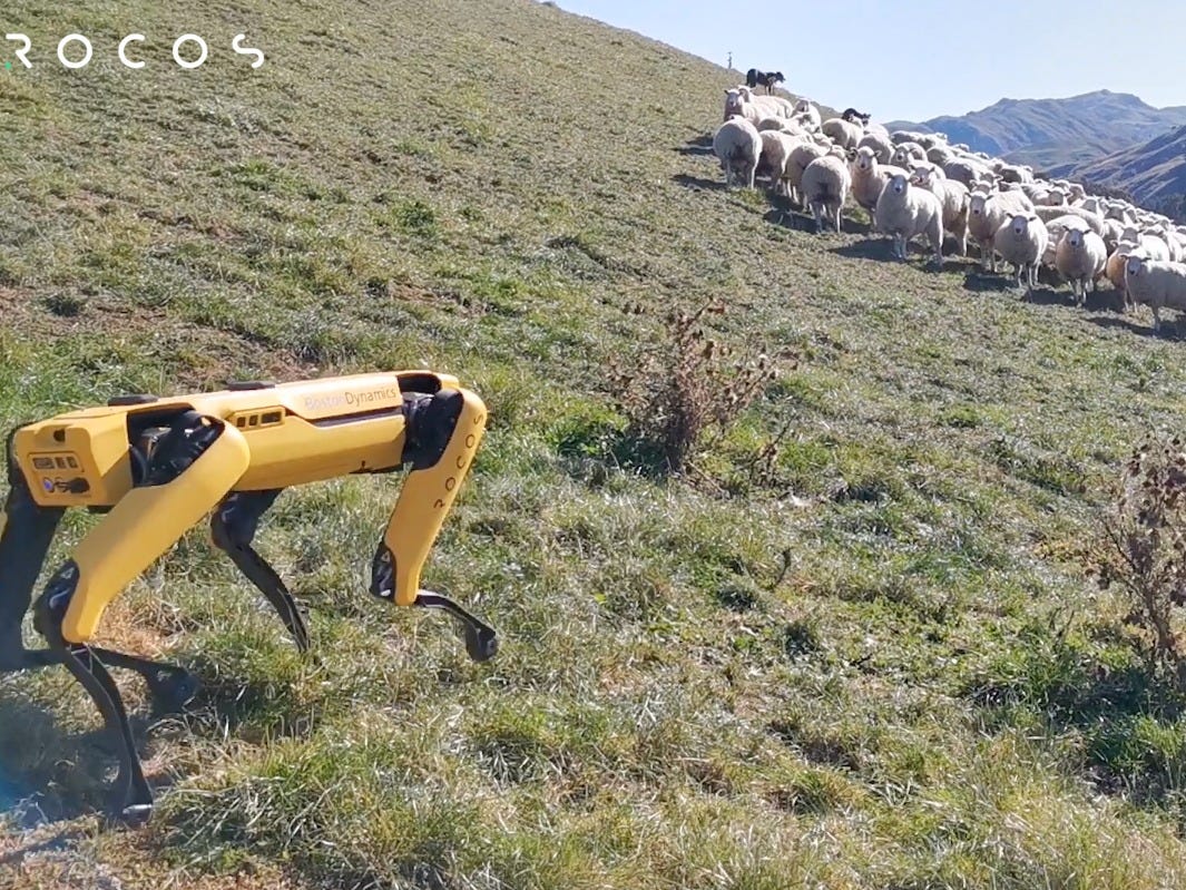 🐑 Spot the robot dog is now herding sheep in New Zealand