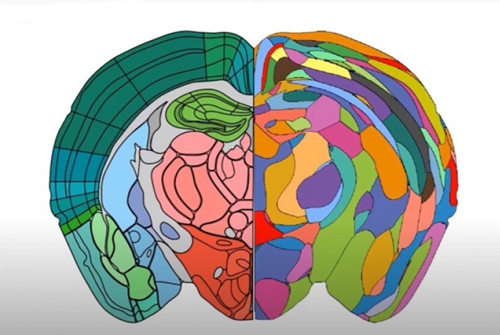 🔬 AI helps us map the brain in order to cure brain diseases