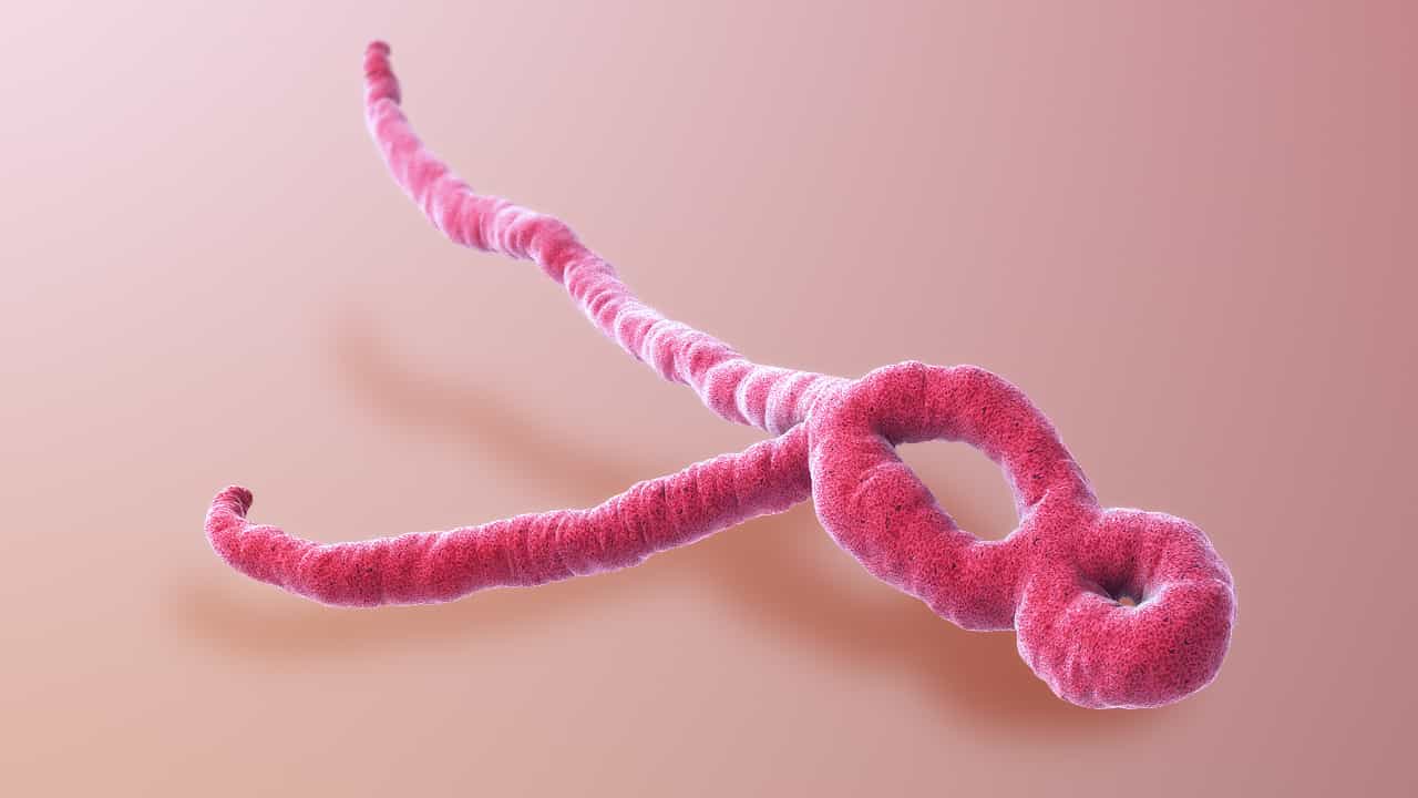 💡 Ebola can now be cured - this is how it works