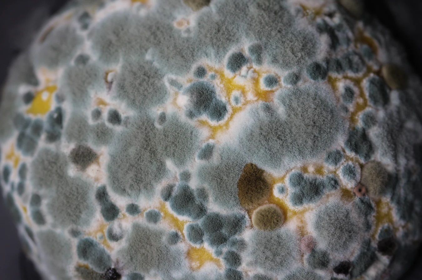 🍄 Radiotrophic fungi could serve as radiation shield for travellers to Mars