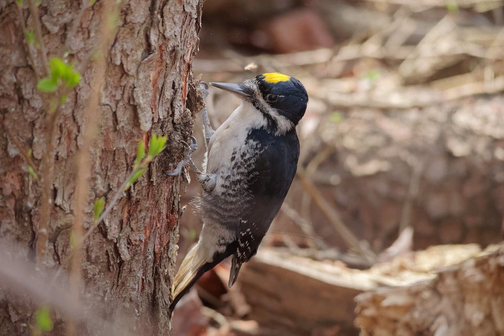 🐦 Fires help the endangered black-backed woodpecker