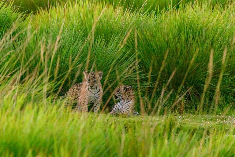 🐅 Jaguars back in Argentina's wetlands after 70 years