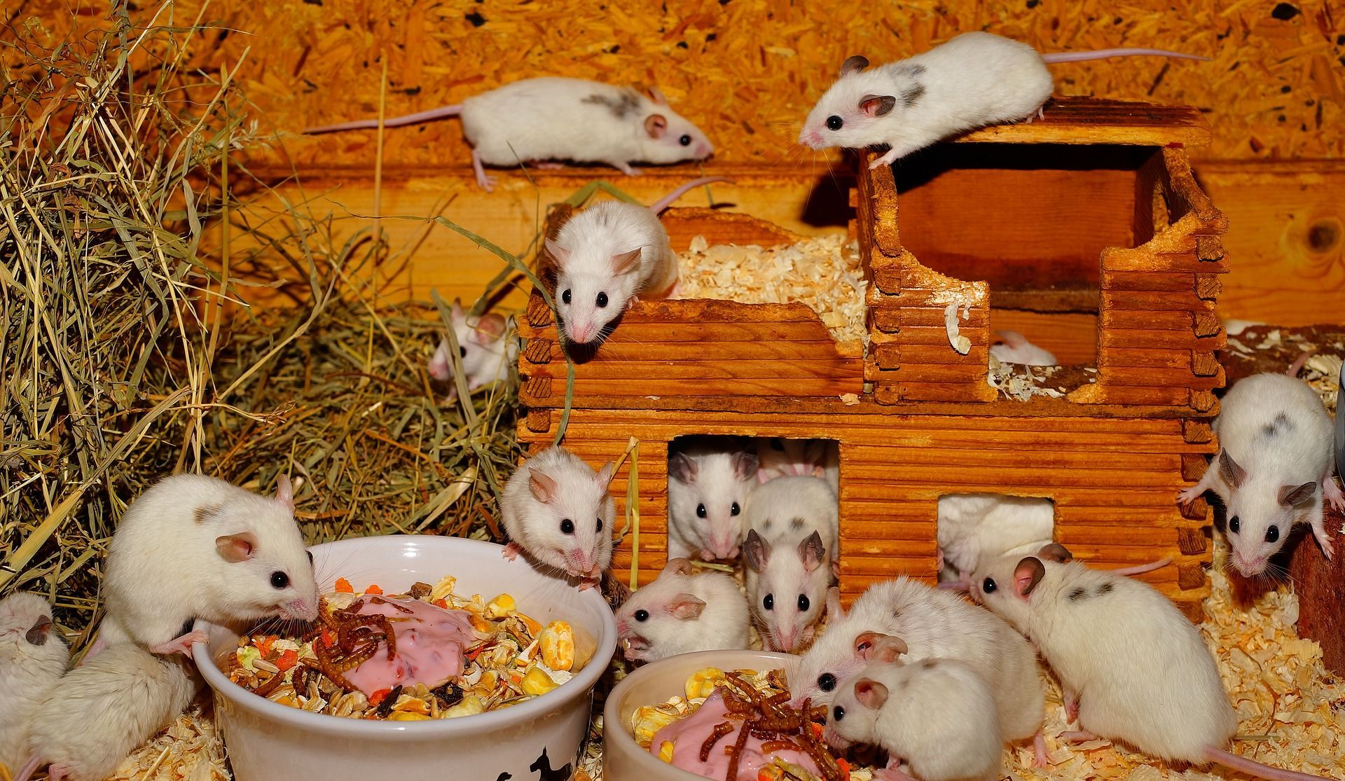 🧠 New drug "rejuvenates" the brain in mice