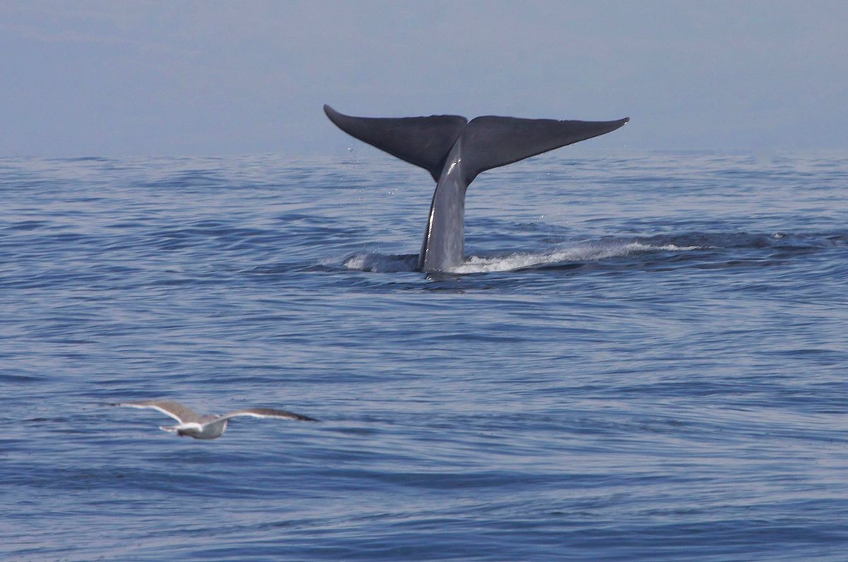 🐋 Scientists find a new population of blue whales thanks to their song
