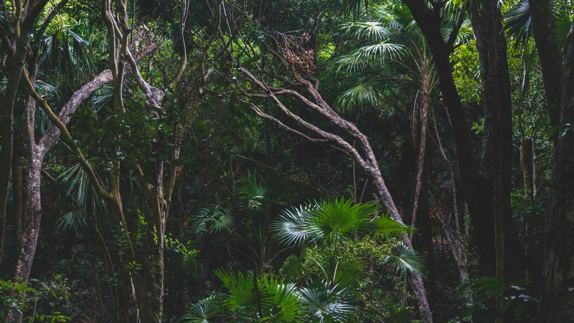 👂AI listening device helps rangers deal with illegal logging