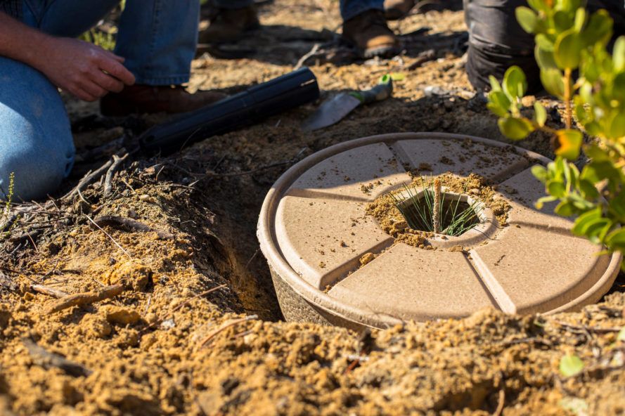 🌱 "Seed cocoons" help trees grow in the harshest climates