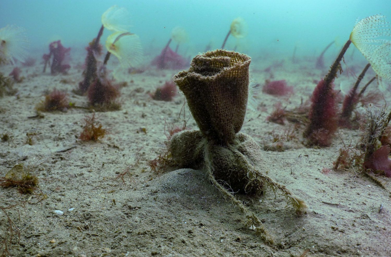 🌿 England starts its largest seagrass restoration project ever