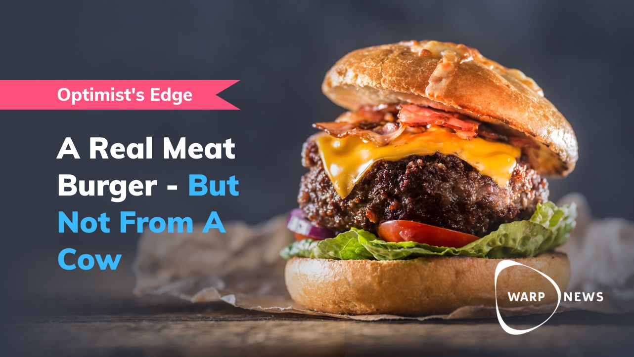 💡 Optimist's Edge: Cell-grown burgers will be cheaper than cow-grown burgers