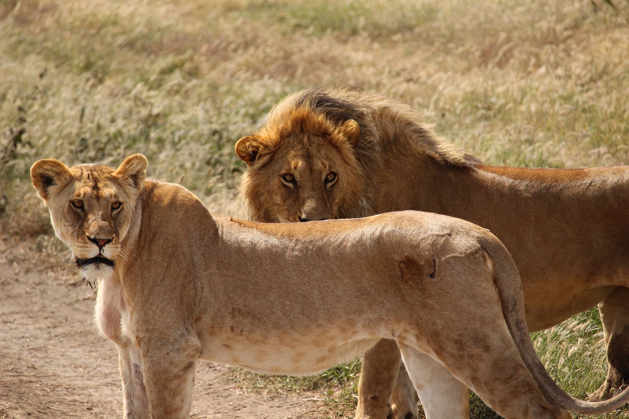 🦁  South Africa makes move to ban breeding of captive lions
