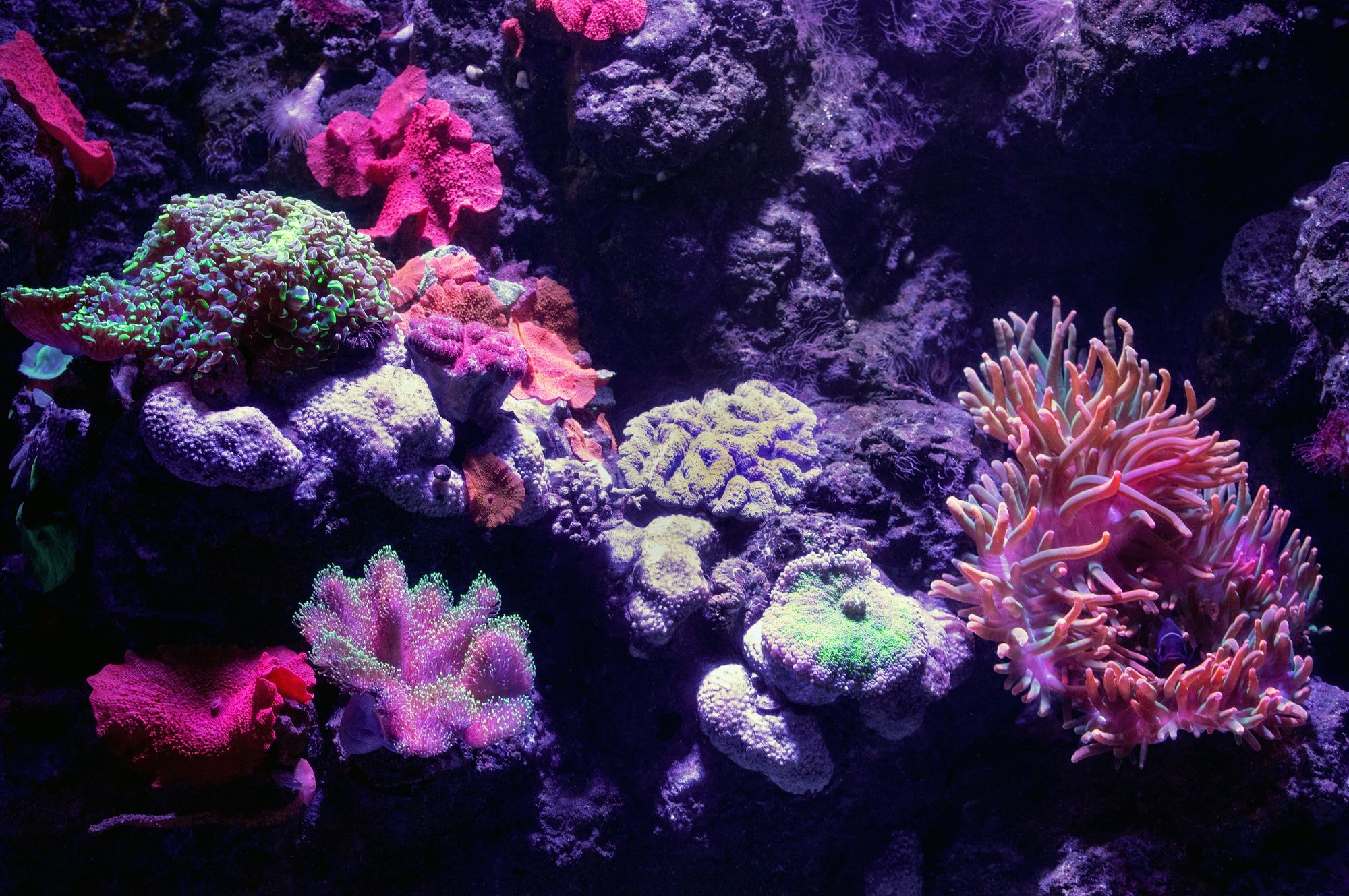 🚢 Ships are to release alkalinizing agents over coral reefs