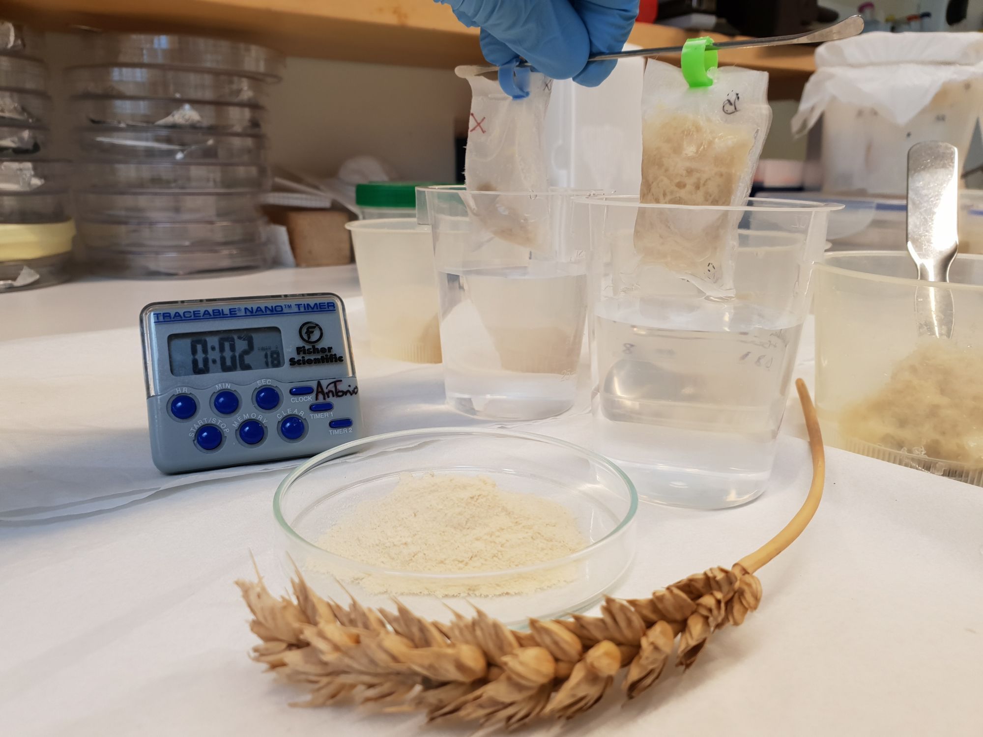 👶 Environmentally friendly diapers can be made out of wheat and potatoes