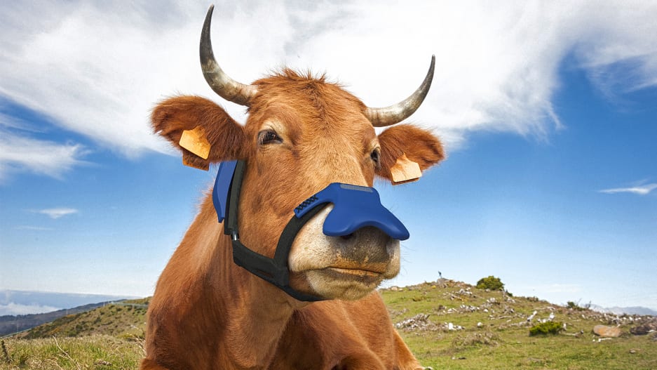 🐮 New mask for cows helps reduce greenhouse gas