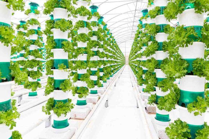 🥬 UK's largest vertical farm begins first harvest