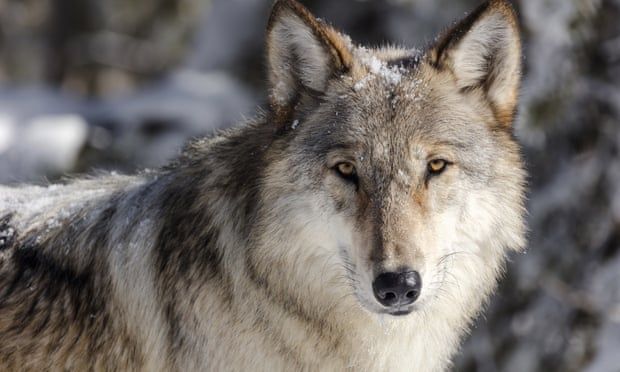 🐺 Majority of US states renews protection of gray wolves