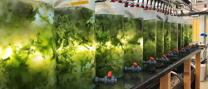 🥗 Industrial process water becomes "algae food"