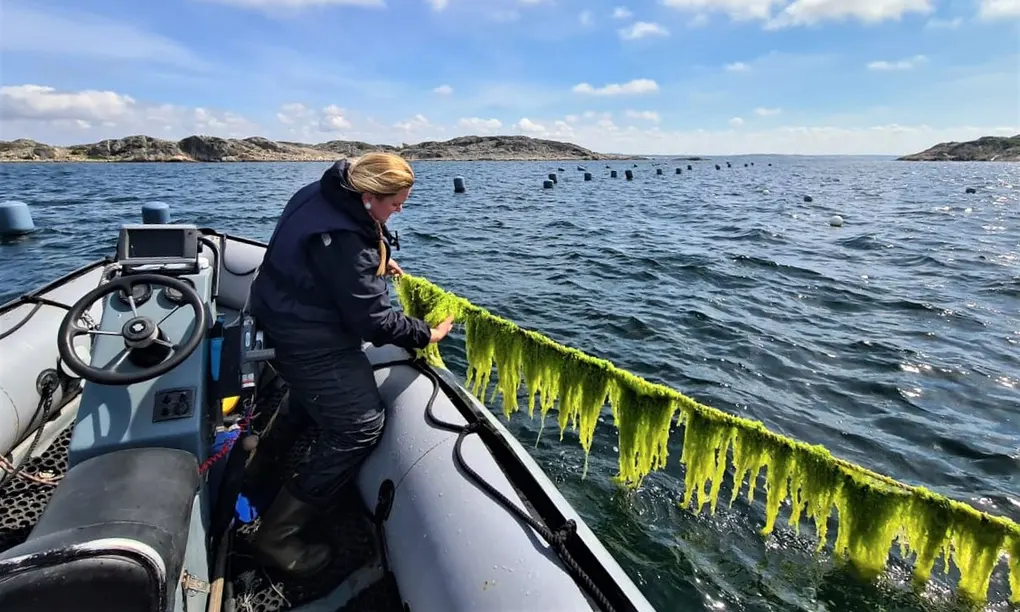 🌱 Seaweed - the next generation biofuel?
