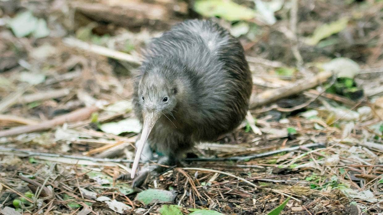 🐋 Kiwi bird and humpback whale no longer endangered animals